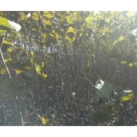 一年生垂爆109柳樹(shù)苗，一年生小x黑楊樹(shù)苗
