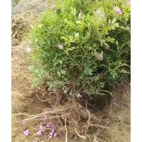 中天四季重瓣紅玫瑰火熱銷售中，基地直供質(zhì)優(yōu)價(jià)廉