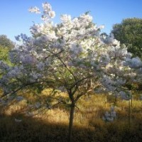 供應(yīng)晚櫻普賢象與菊花櫻7-12公分