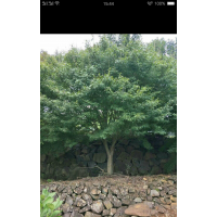 供應精品雞爪槭紅楓紅葉李桂花垂絲海棠櫻花
