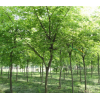 櫸樹