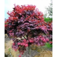 紅楓1到25公分