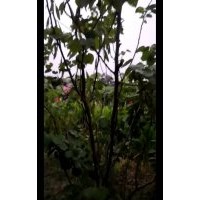 紫荊