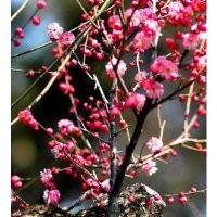 供應大規(guī)格紅梅及紅梅梅樁5到25公分