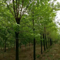 白蠟5-20公分