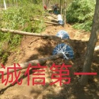 我基地常年大量供應(yīng)：河北垂柳 河北速生柳 河北白榆 河北金葉榆
