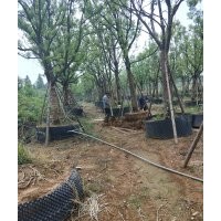 供應(yīng)大小苗：香樟地苗，香樟容器苗10-30公分,供應(yīng)樸樹(shù)地苗和移栽