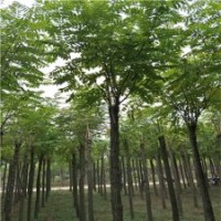 紅花刺槐價格，供應紅花刺槐，10公分紅花刺槐
