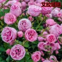 艾拉絨球