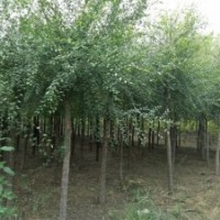 白榆_榆樹_白榆價(jià)格_榆樹圖片