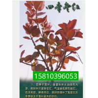 梓樹