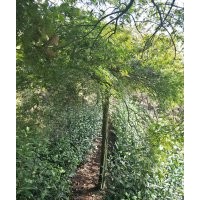 供應(yīng)精品雞爪槭紅楓羽毛楓櫻花海棠紅葉李紅梅桂花無患子