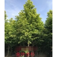 金葉水杉