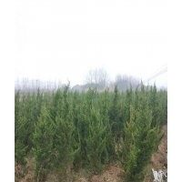 龍柏