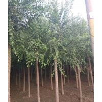 供應平頭榆樹6公分8公分10公分12公分