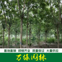 國槐