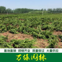 龍柏