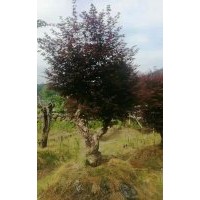 5-25公分紅楓