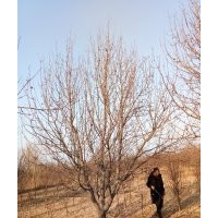 八棱海棠價(jià)格 八棱海棠樹冬季移植管理