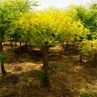 保定市博野縣金葉國槐