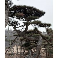 精品造型油松