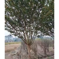 供應(yīng)精品雞爪槭紅楓海棠桂花紅梅櫻花紅葉李無患子