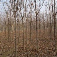 苗圃直銷8公分12公分七葉樹價格
