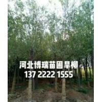 旱柳價格，金絲垂柳報價，速生柳基地，河北垂柳