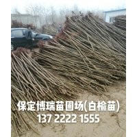 白榆價(jià)格，河北長(zhǎng)枝榆，榆樹(shù)基地