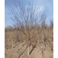 供1-8公分，紅葉石楠，臘梅，海棠，丁香，高桿衛(wèi)矛球