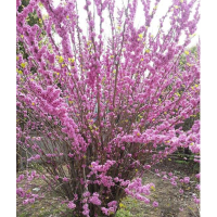 叢生紫荊