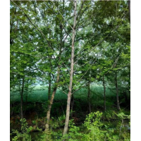 燕子樹