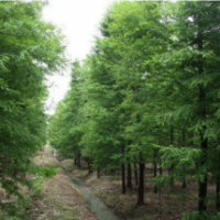 中山杉