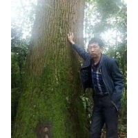 供應(yīng)1.5米直徑香樟
