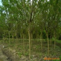 產(chǎn)地直銷2公分的紫薇花，低價(jià)出售