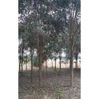大量供應(yīng)各種規(guī)格大葉女貞女貞批發(fā)價(jià)格