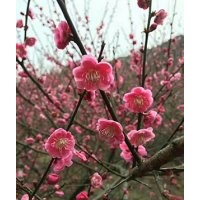 供應(yīng)紅梅，各種規(guī)格紅梅，花型好