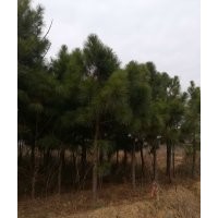 安徽合肥供油松、黑松、濕地松