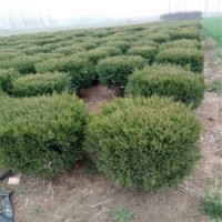 3米高刺柏_江蘇基地批發(fā)價格43元_大量貨源