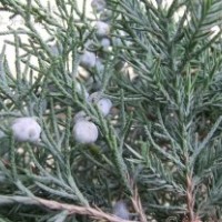 50公分鉛筆柏的批發(fā)價格