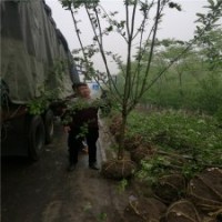 5公分西府海棠的裝車價格