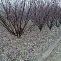 基地4公分榆葉梅小苗的價(jià)格
