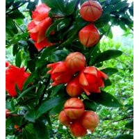 地徑8公分花石榴的批發(fā)價(jià)格是340元