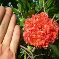 地徑2公分花石榴的批發(fā)價(jià)格是10元
