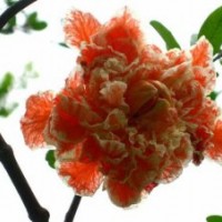 江蘇花石榴基地，大量苗源，現(xiàn)場(chǎng)發(fā)貨
