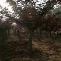 10公分美人梅樹的批發(fā)價(jià)是330元，保證質(zhì)量
