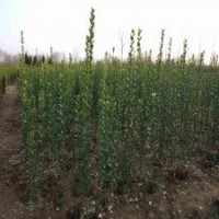 產(chǎn)銷兩旺的北海道黃楊苗，江蘇1.5米價格是5元