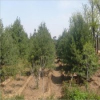 白皮松苗 特價(jià)銷售白皮松 白皮松苗 直銷泰安白皮松