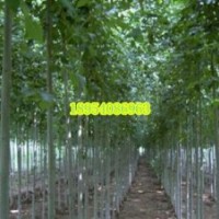 濟(jì)寧綠化苗木基地長期供應(yīng)3到40公分白蠟