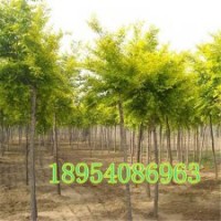 3到20公分金枝槐濟(jì)寧苗木基地長期供應(yīng)